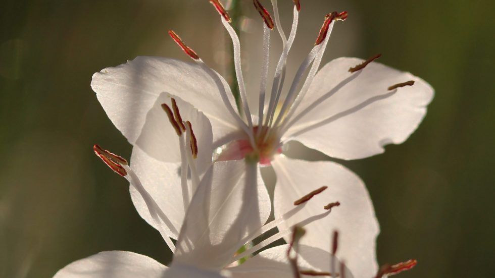 Mucho más que una flor