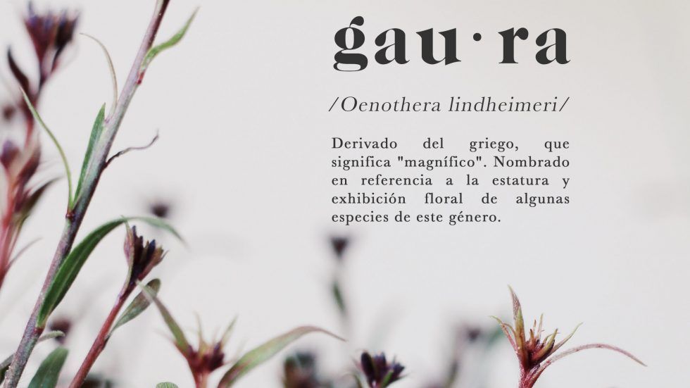 ¿Por qué Gaura?